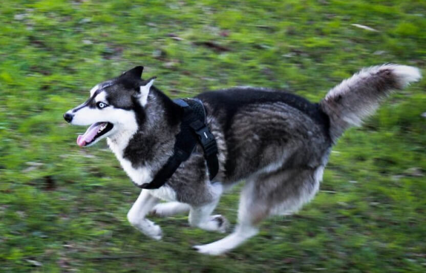 Фото молодой активной собаки
